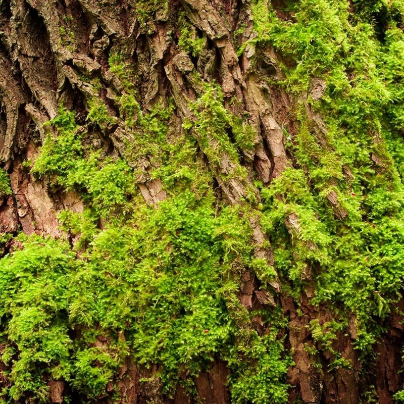 Yodeyma YO Parfum Active Man (him) 15ml