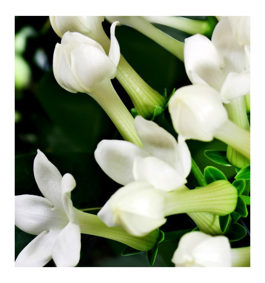 Yodeyma YO Parfum Blue (him) 15ml