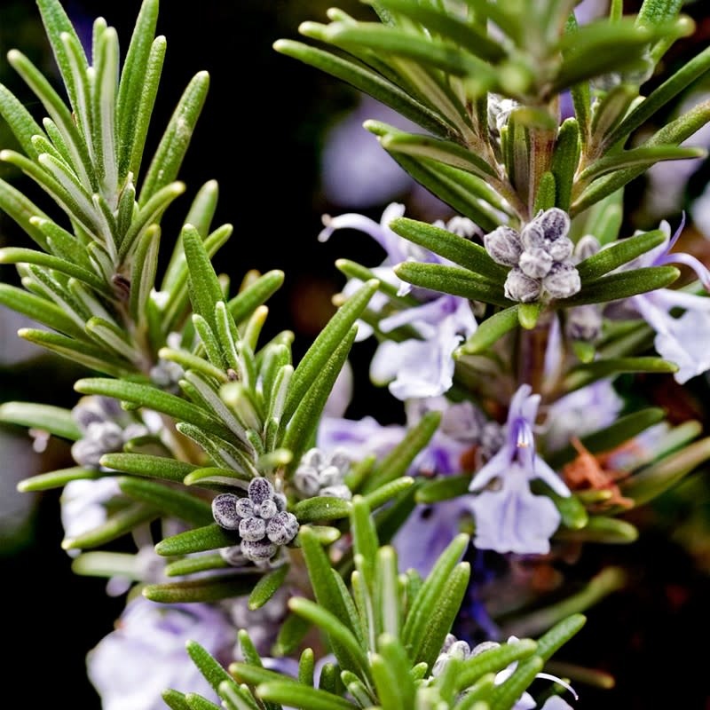 Yodeyma YO Parfum Capri (him) 15ml