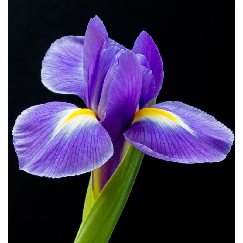 Yodeyma YO Parfum Celebrity Woman 50ml