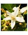 Yodeyma YO Parfum Nicola's for her 15ml