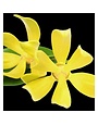 Yodeyma YO Parfum Rinascere 15ml