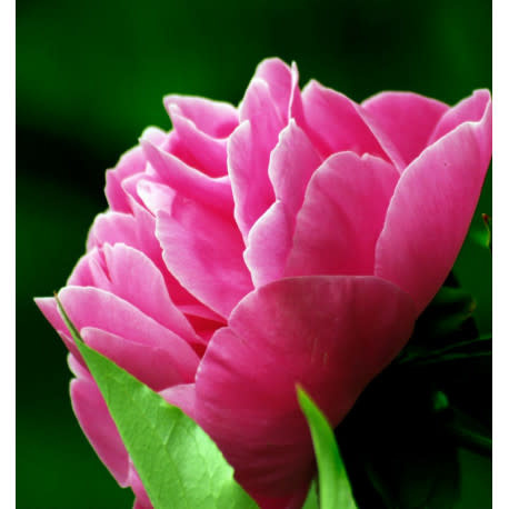 Yodeyma YO Parfum Seduccion 15ml