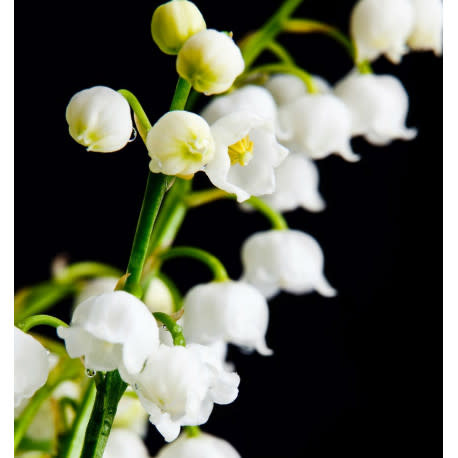 Yodeyma YO Parfum Seduccion 15ml