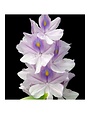 Yodeyma YO Parfum Temis 15ml