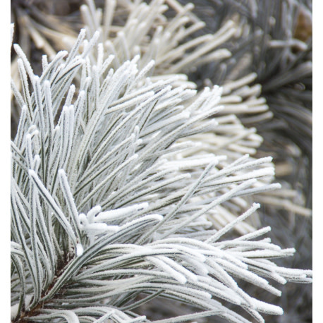 Yodeyma YO Parfum For You 100ml