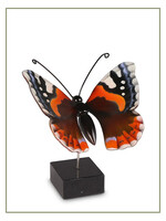 papillon orange marron - VL196005