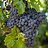Cabernet Franc