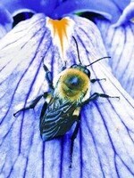 Animal Essences Bumblebee (hommel) Animal Essences 30ml