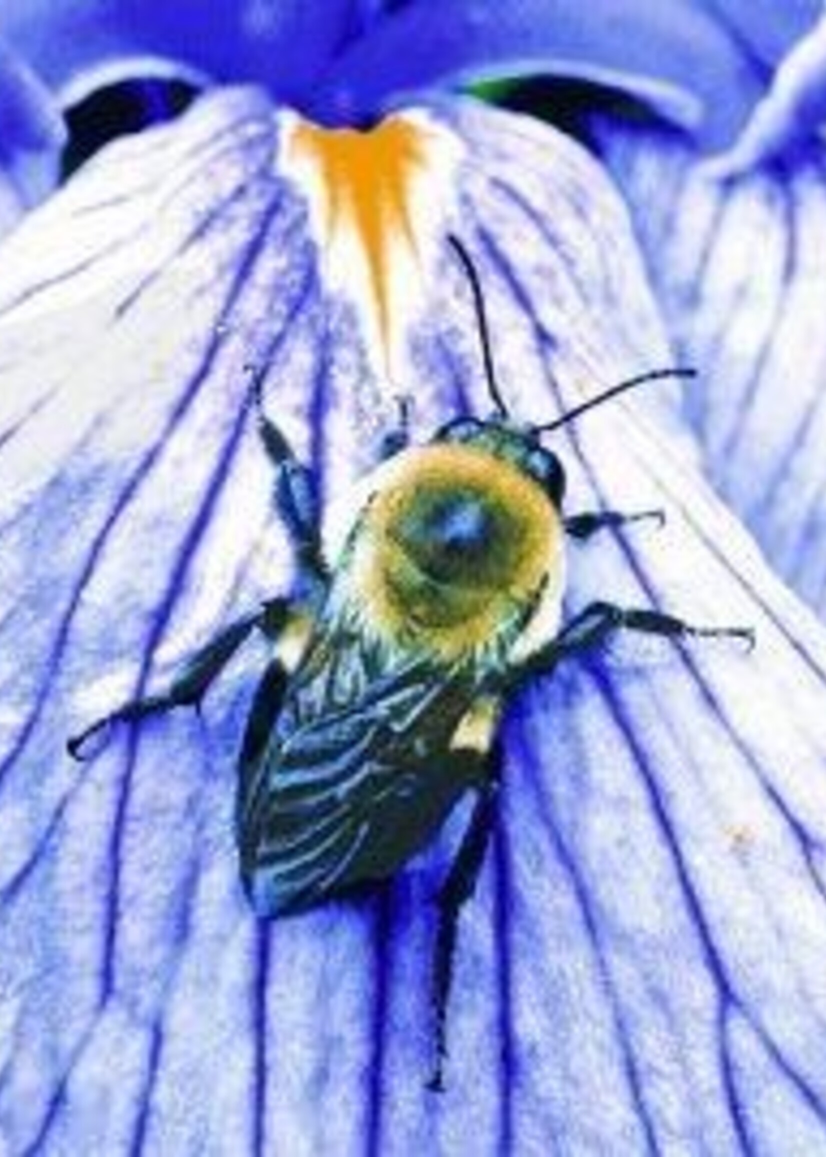 Animal Essences Bumblebee (hommel) Animal Essences 30ml