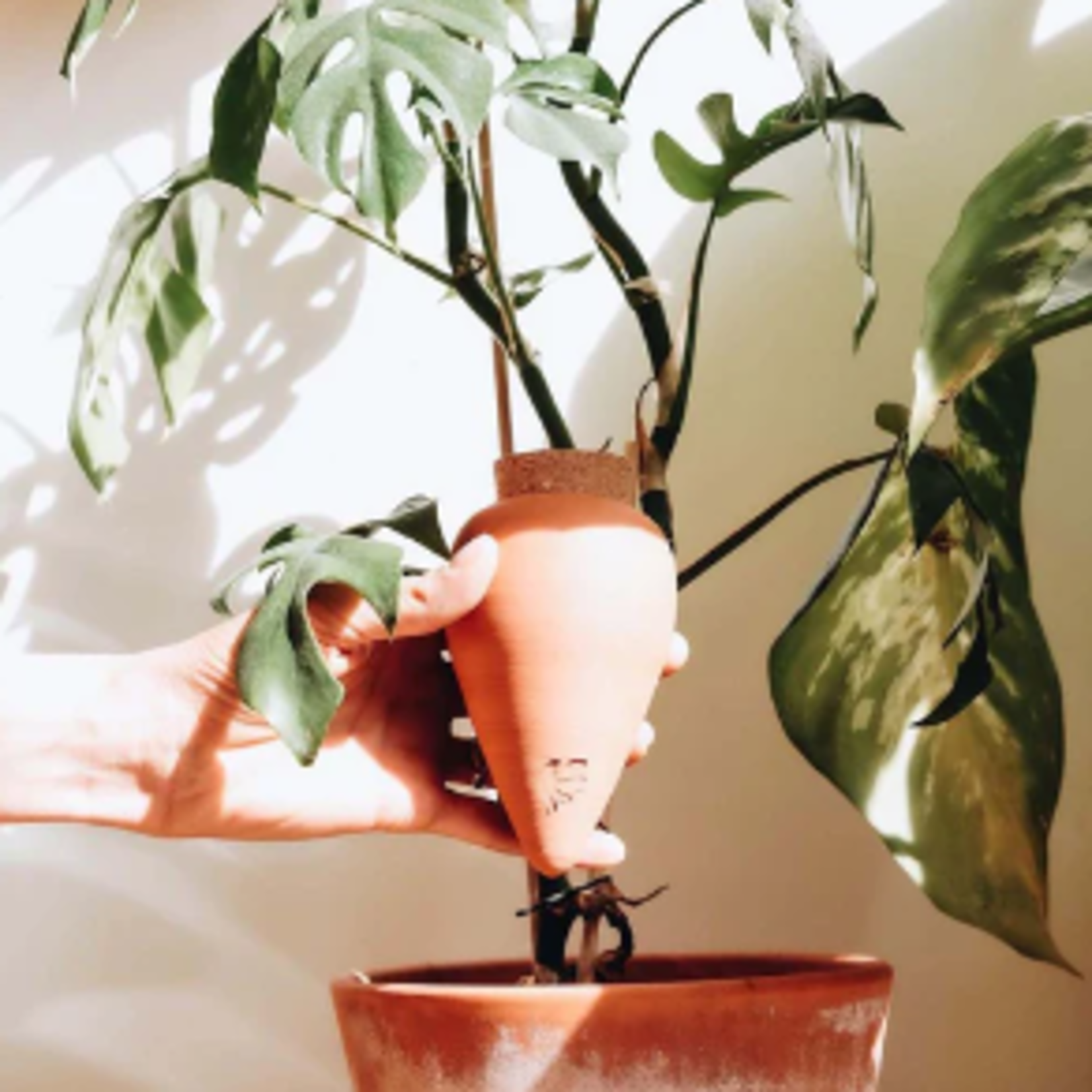 Olla Terracotta