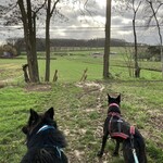 De Link 3e Cani-trail / cani-walk "Follow Fellow" 4/02/2024