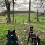 De Link 4e Cani-trail / cani-walk "Follow Fellow" 2/02/2025
