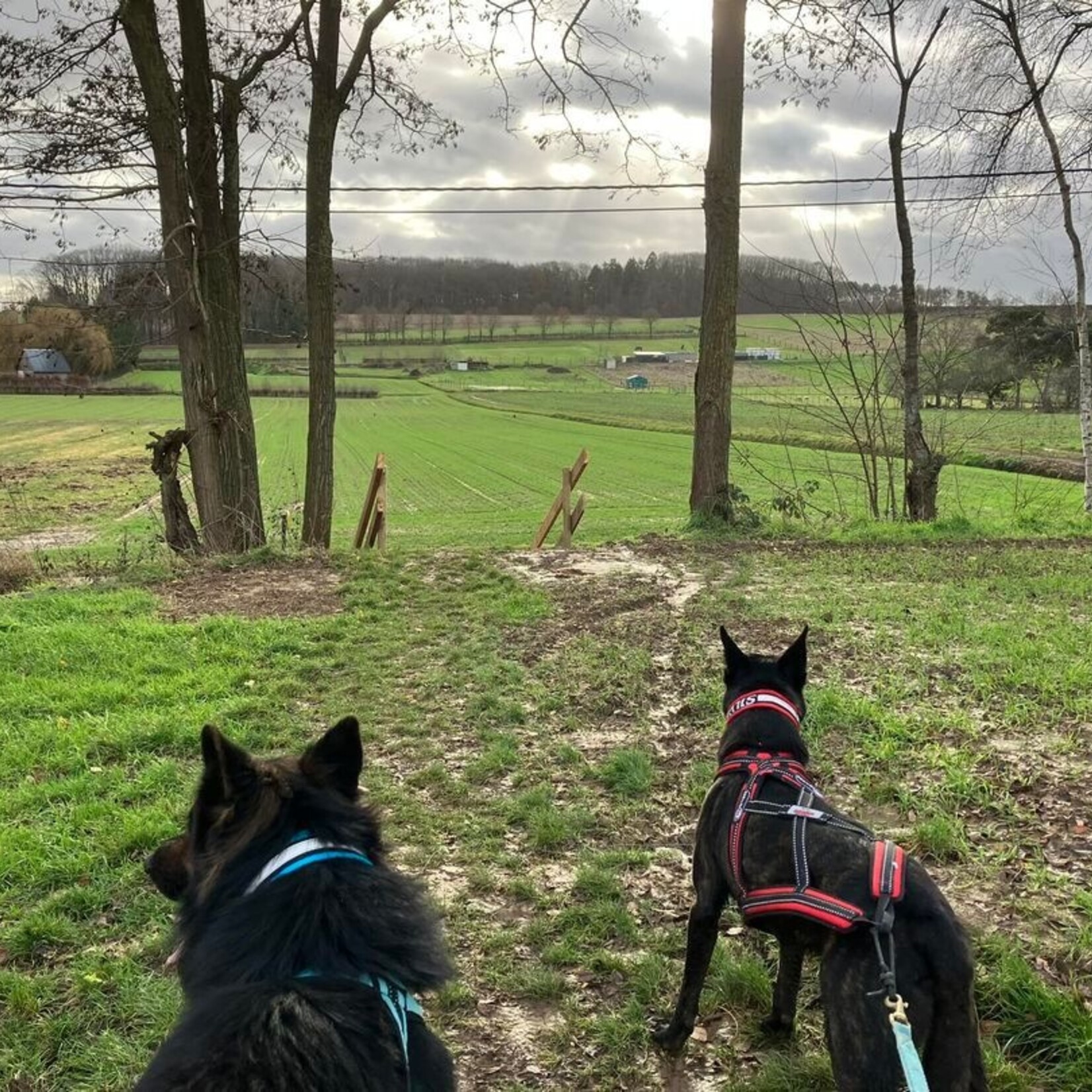 De Link 4e Cani-trail / cani-walk "Follow Fellow" 2/02/2025