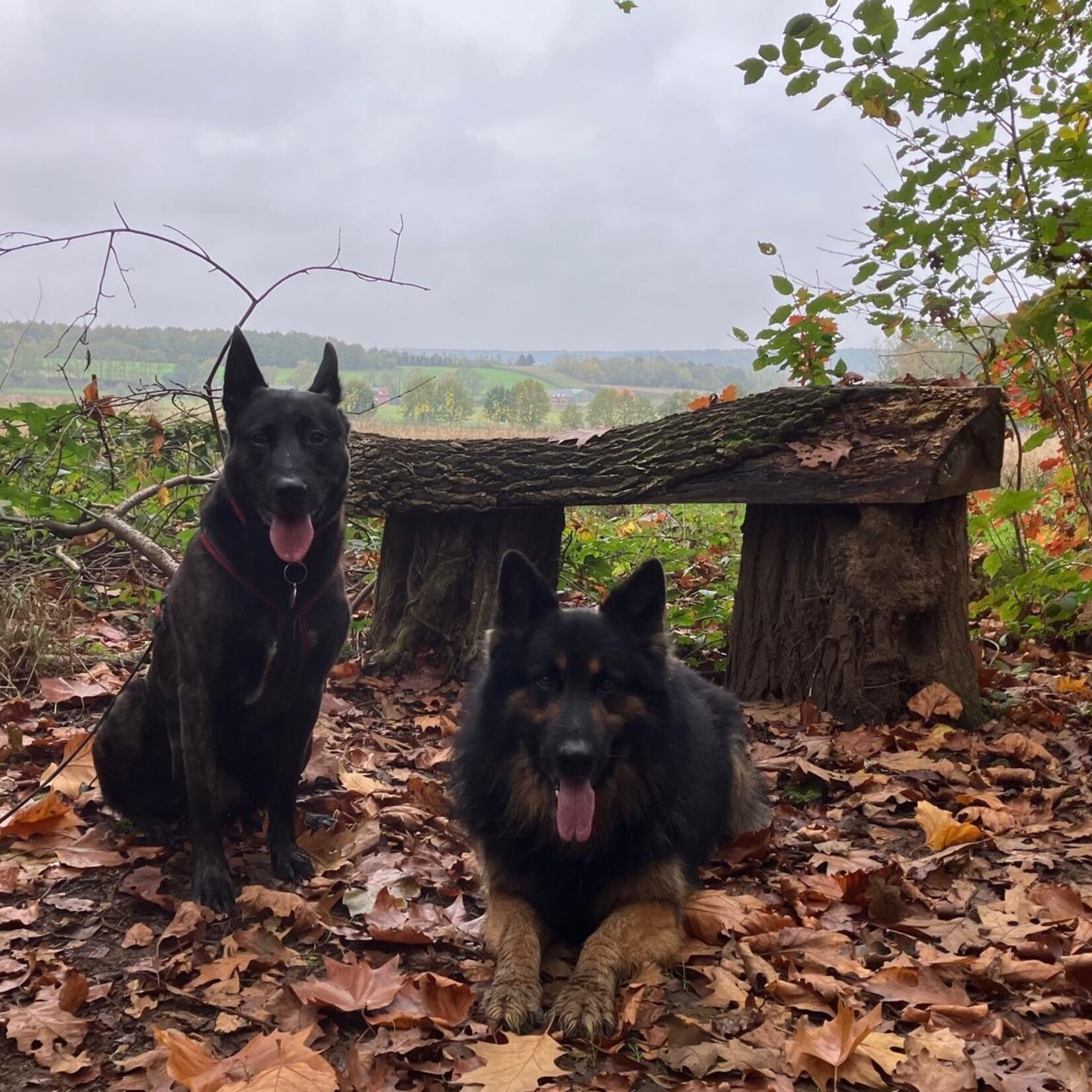 De Link 4e Cani-trail / cani-walk "Follow Fellow" 2/02/2025