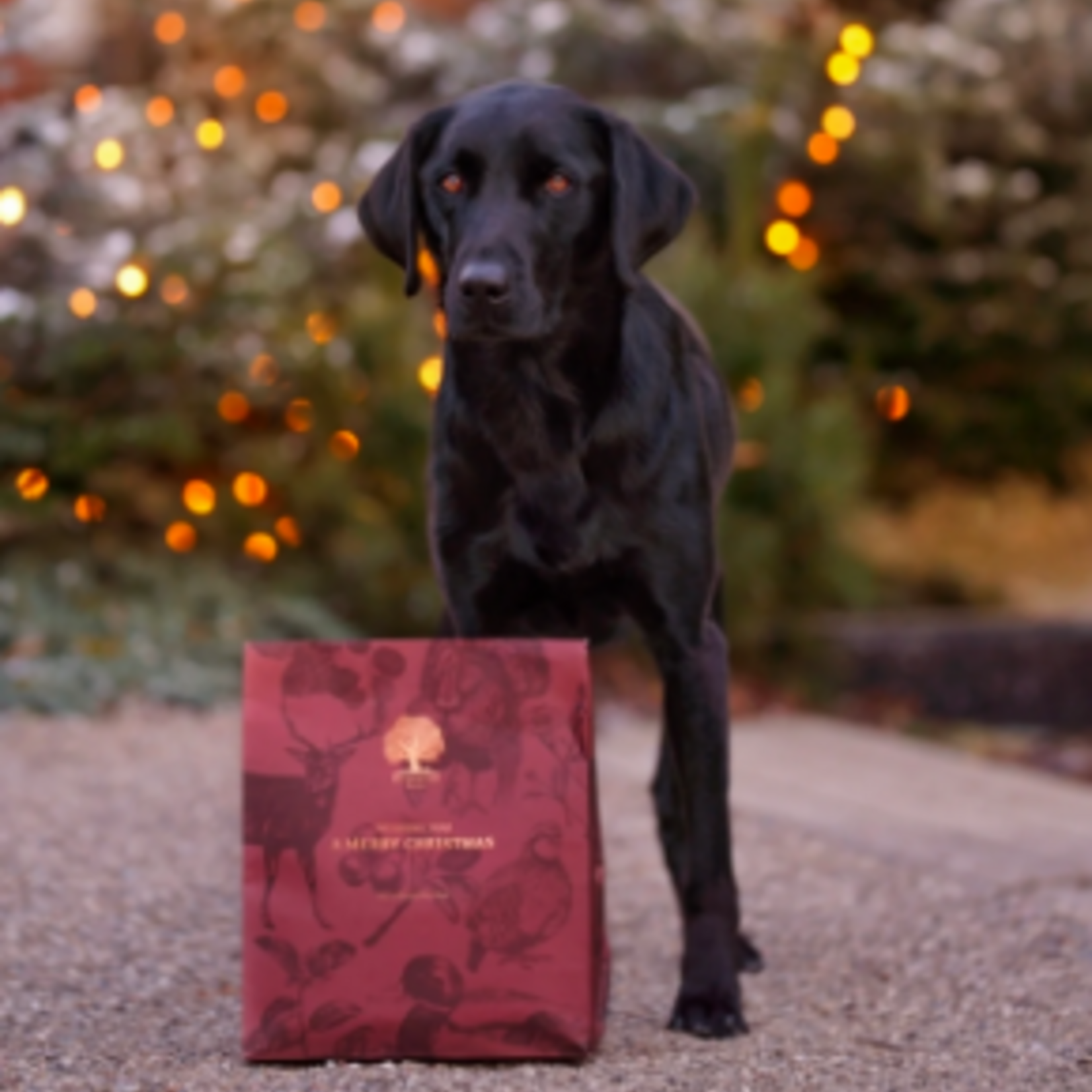 Essential Foods Essential Foods The Christmas Present