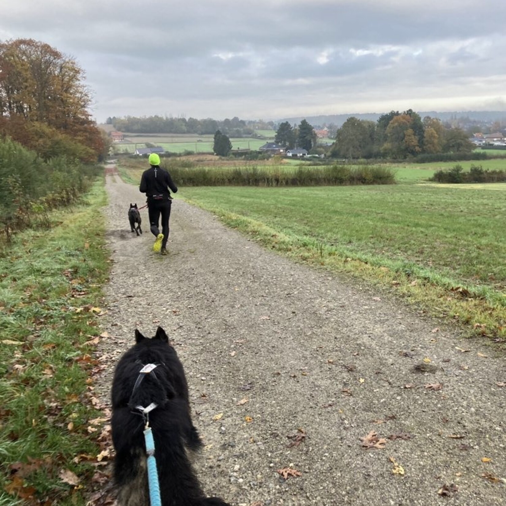 De Link 5e Cani-trail / cani-walk "Follow Fellow" 18/01/2026