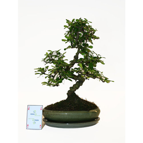 Indoor Bonsai Carmona microphylla shape green oval pot 29cm, height ~45cm