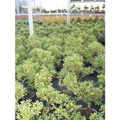 Outdoor Bonsai Ilex crenata  blue rectangular pot 15cm, height ~ 24cm