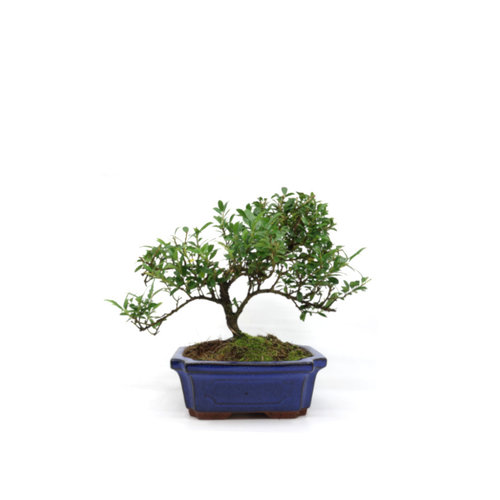 Buiten Bonsai Ilex crenata  blauwe rechthoekige pot 15cm, hoogte ~ 24cm