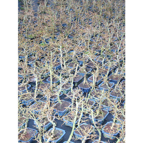 Buiten Bonsai Pseudolarix amabilis shape blauwe rechthoekige pot 15cm, hoogte ~35cm