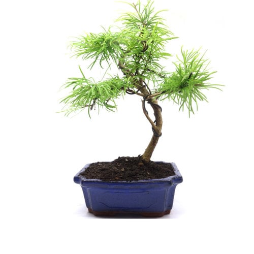 Buiten Bonsai Pseudolarix amabilis blauwe rechthoekige pot 20cm, hoogte ~40cm