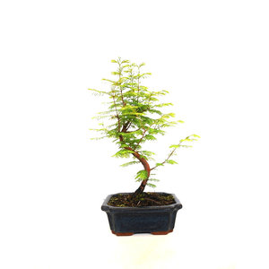 Metasequoia blue rectangular pot 20cm, height 40cm