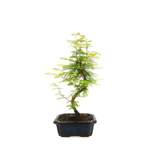 Buiten Bonsai Metasequoia blauwe rechthoekige pot 20cm, hoogte 40cm