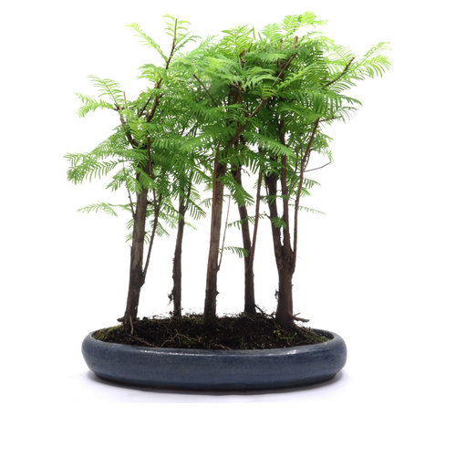 Buiten Bonsai Metasequoia groep 5 ovale pot 29cm, hoogte ~35cm