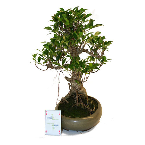 Indoor Bonsai Ficus retusa shape green oval pot 29cm, height ~ 47cm