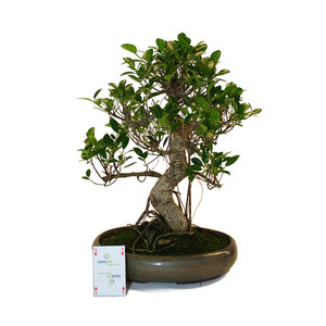 Indoor Bonsai Ficus retusa shape green oval pot 29cm, height ~ 47cm
