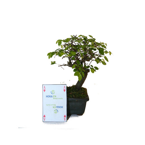 Bonsai zelkova 10cm - no drip tray Bonsai zelkova 10cm - no drip tray