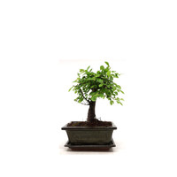 Zelkova broom green rectangular pot 15cm, height ~ 25cm