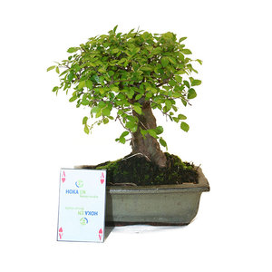 Zelkova broom groene rechthoekige pot 20cm, hoogte ~ 27cm