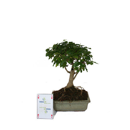 Binnen Bonsai Ligustrum sinensis broom groene rechthoekige pot 15cm, hoogte ~ 21cm