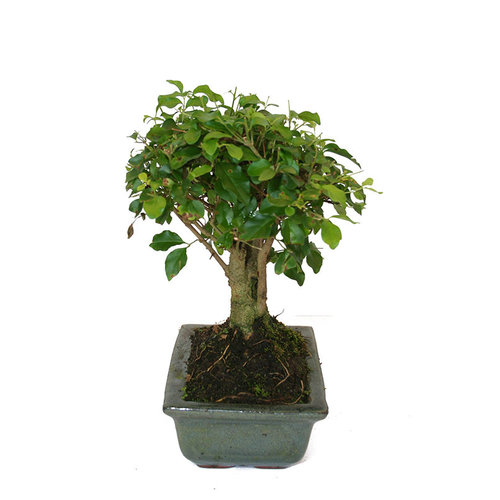 Binnen Bonsai Ligustrum sinensis broom groene rechthoekige pot 20cm, hoogte ~ 28cm
