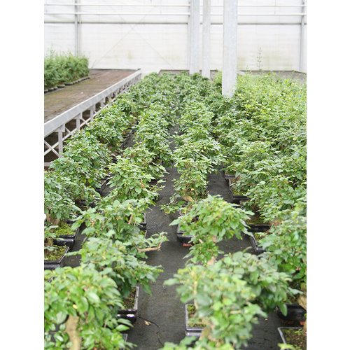 Indoor Bonsai Ligustrum sinensis shape green rectangular pot 20cm, height ~ 33cm