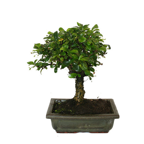 Binnen Bonsai Carmona microphylla broom groene rechthoekige pot 20cm, hoogte ~32cm