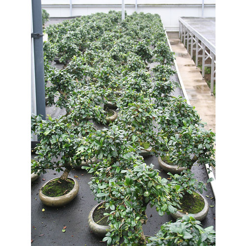 Indoor Bonsai Carmona microphylla shape green oval pot 24cm, height ~33cm