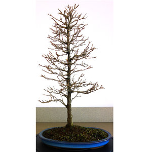 Acer buergerianum blauwe pot 33cm, hoogte 56cm