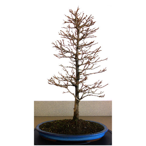 Buiten Bonsai Acer buergerianum blauwe pot 33cm, hoogte 56cm