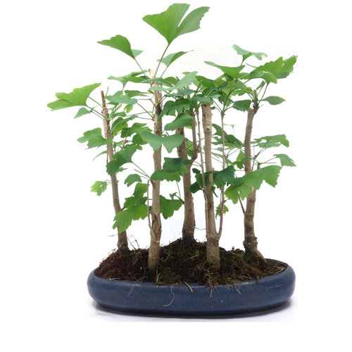 Outdoor Bonsai Ginkgo biloba group 5 oval pot 29cm, height ~35cm