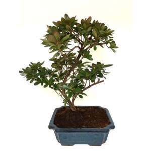 Rhododendron blue rectangular pot 20cm, height ~36cm