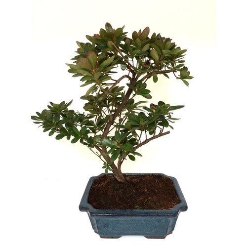 Buiten Bonsai Rhododendron blauwe rechthoekige pot 20cm, hoogte ~36cm