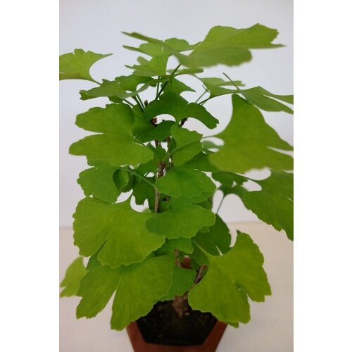 Bonsai Ginkgo biloba bruine hexagonale pot 17cm, hoogte 52cm