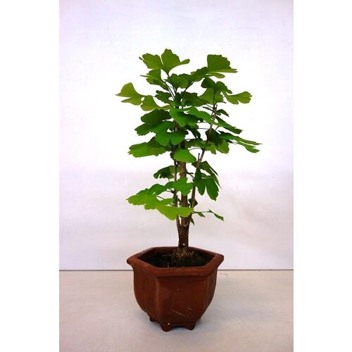 Bonsai Ginkgo biloba brown hexagonal pot 17cm, height 52cm