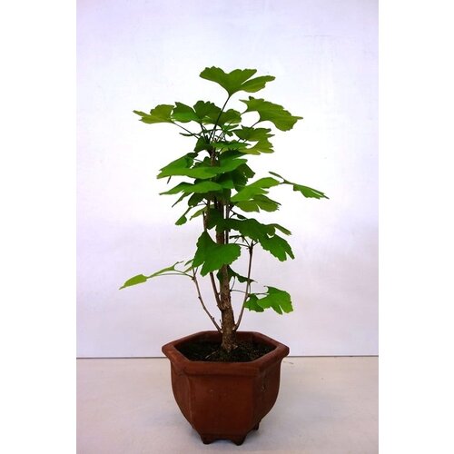 Bonsai Ginkgo biloba bruine hexagonale pot 17cm, hoogte 52cm