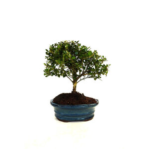 Bonsai Ilex crenata blauwe ovale pot 15cm, hoogte 25cm