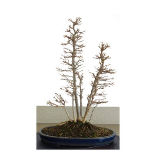 Acer buergerianum matte blauwe ovale pot 32cm hoogte 48cm