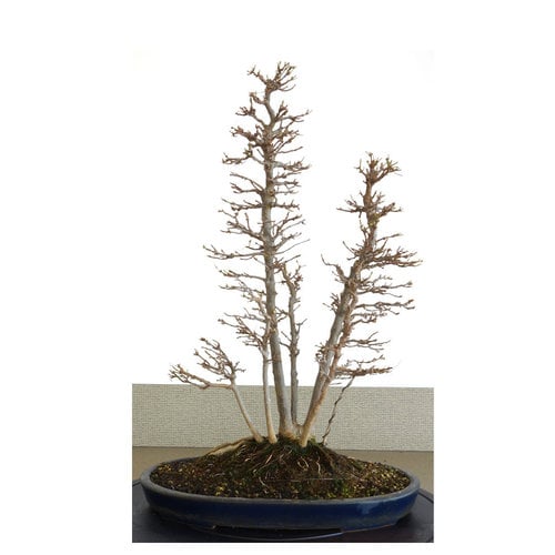 Buiten Bonsai Acer buergerianum matte blauwe ovale pot 32cm hoogte 48cm